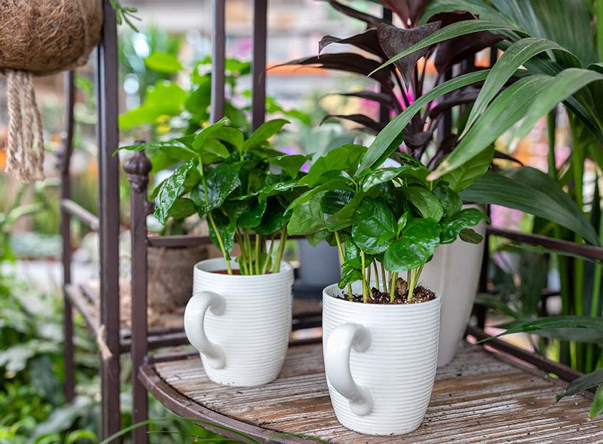 Xícara de porcelana com plantas dentro para decoração