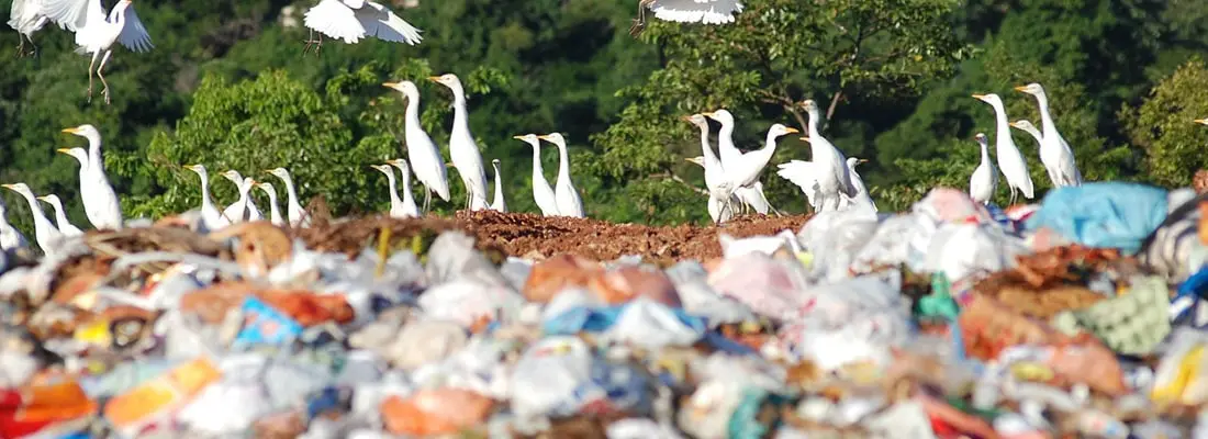 Quais são os Perigos dos Lixões a Céu Aberto
